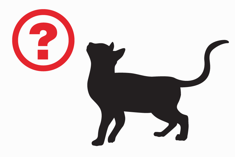 Discovery alert Cat miscegenation  Unknown Cherves-Richemont France