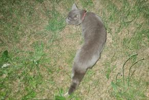 Fundmeldung Katze Unbekannt Fontenay-aux-Roses Frankreich