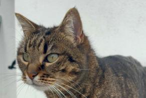 Vermisstmeldung Katze  Weiblich , 7 jahre Assérac Frankreich