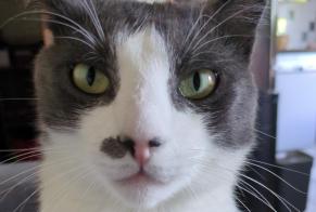 Vermisstmeldung Katze Männliche , 2 jahre Charolles Frankreich