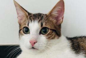Disappearance alert Cat Male , 2025 years Luxembourg Luxembourg