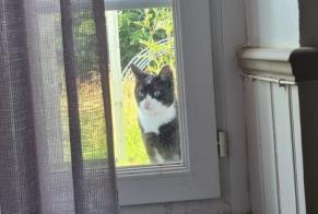 Discovery alert Cat Unknown Saint-Mathurin France