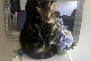 Disappearance alert Cat  Male , 1 years Lyon France