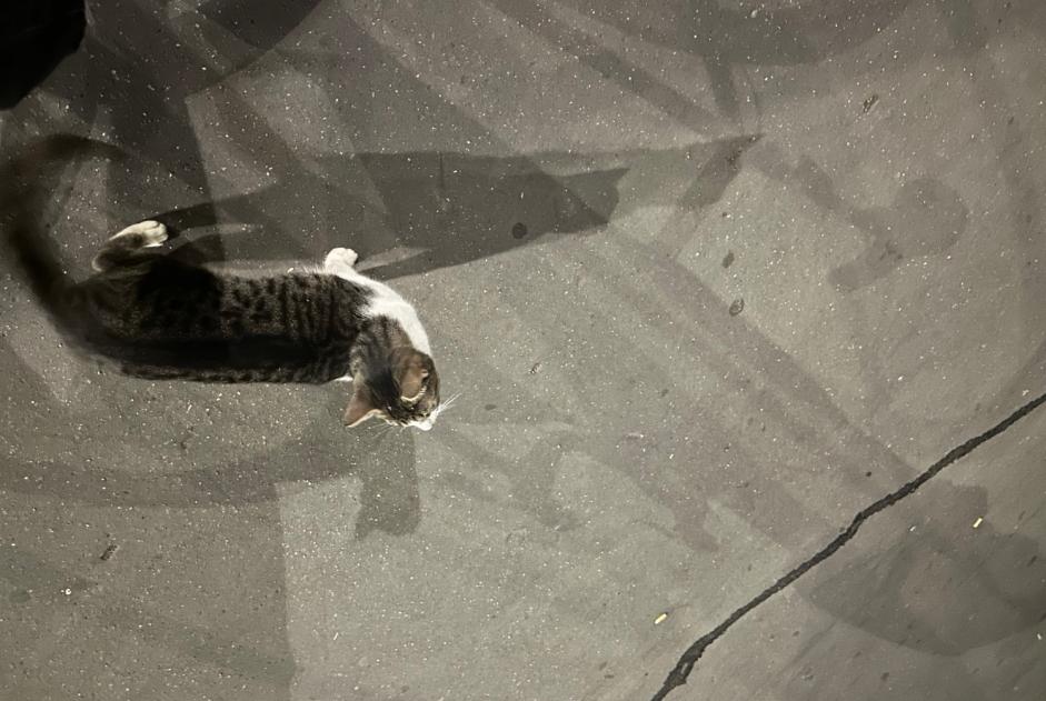 Discovery alert Cat Unknown Paris France