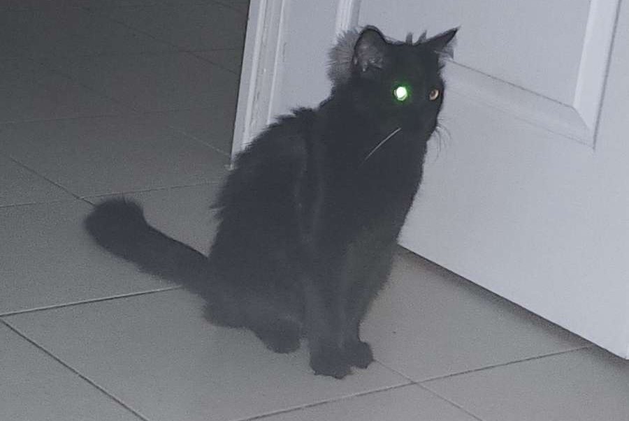 Disappearance alert Cat Male , 1 years Carros France