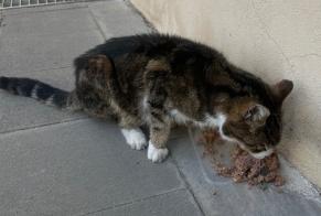 Alerte Découverte Chat croisement  Femelle Luxembourg Luxembourg