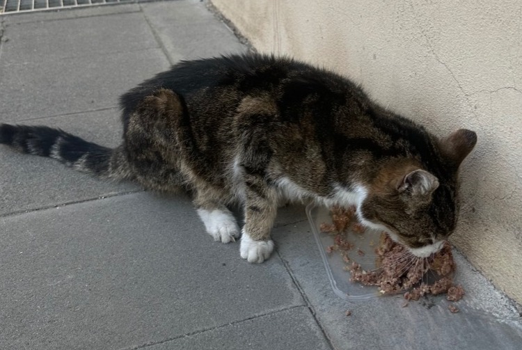 Alerte Découverte Chat croisement  Femelle Luxembourg Luxembourg