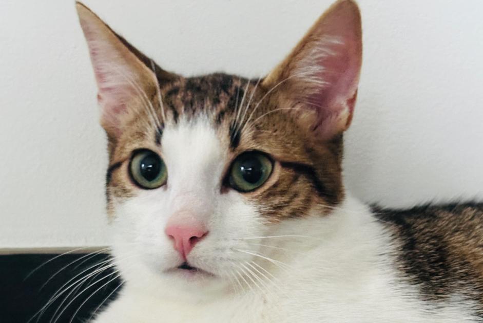 Alerte Disparition Chat Mâle , 2025 ans Luxembourg Luxembourg