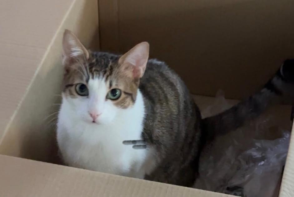 Alerte Disparition Chat Mâle , 2025 ans Luxembourg Luxembourg