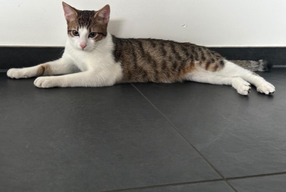 Alerte Disparition Chat Mâle , 2025 ans Luxembourg Luxembourg