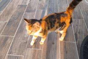 Alerte Découverte Chat Femelle Aizenay France