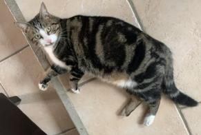 Alerte Disparition Chat  Mâle , 5 ans Chartrettes France