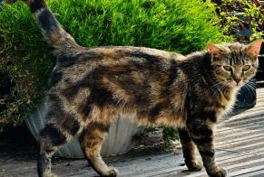 Alerte Découverte Chat  Inconnu Fontenay-sur-Eure France