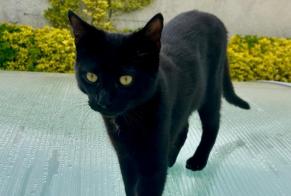 Alerte Disparition Chat Mâle , 1 ans Arles France