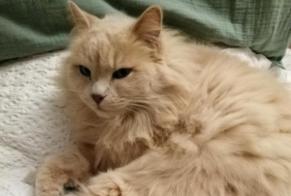 Alerte Disparition Chat  Femelle , 9 ans Aix-en-Provence France