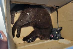 Avviso Ritrovamento Gatto Non conosciuta Charvieu-Chavagneux Francia