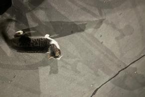 Avviso Ritrovamento Gatto Non conosciuta Paris Francia