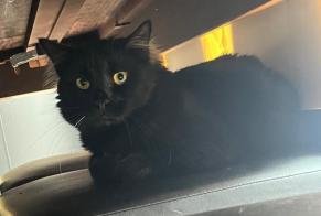 Avviso scomparsa Gatto Maschio , 1 anni Carros Francia