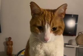 Avviso scomparsa Gatto Maschio , 12 anni La Roquette-sur-Siagne Francia