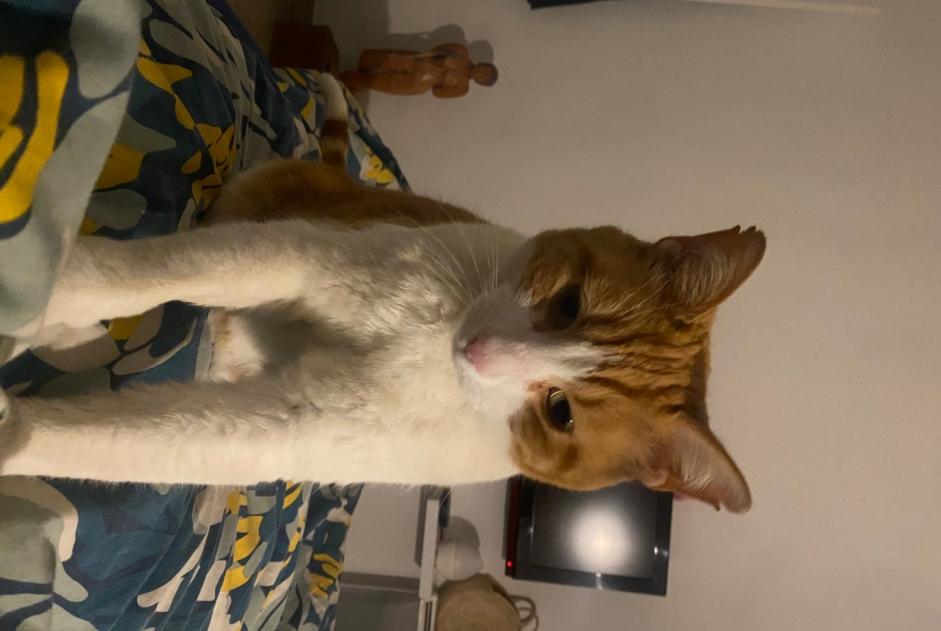 Avviso scomparsa Gatto Maschio , 12 anni La Roquette-sur-Siagne Francia