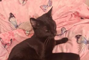Avviso scomparsa Gatto Maschio , 1 anni La Colle-sur-Loup Francia