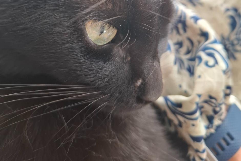 Avviso scomparsa Gatto Maschio , 1 anni La Colle-sur-Loup Francia