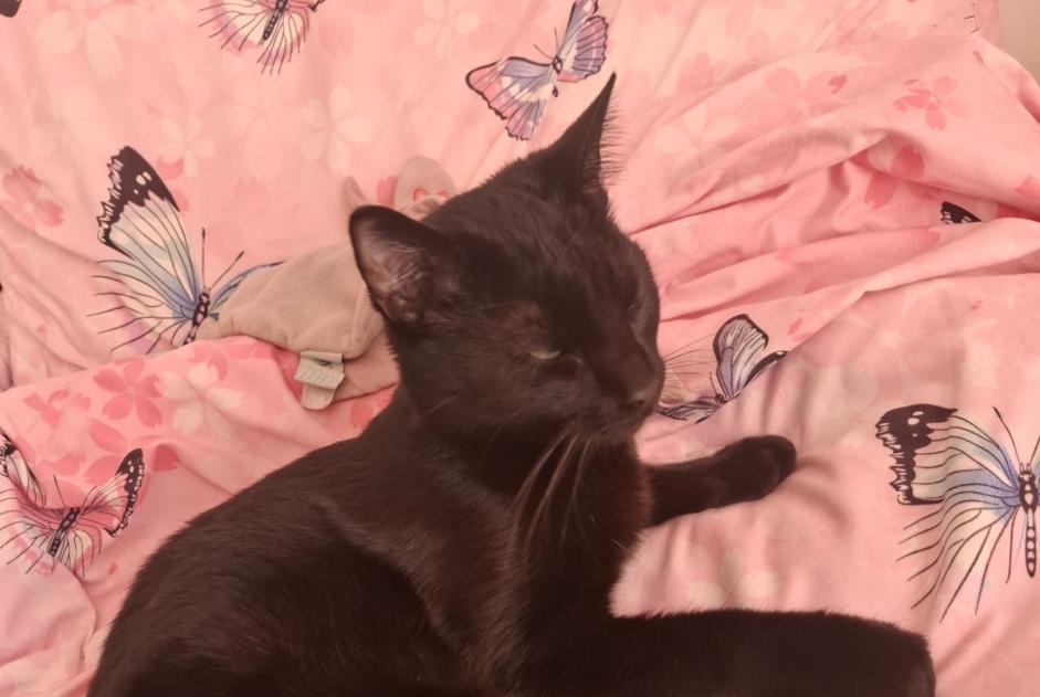Verdwijningsalarm Kat Mannetje , 1 jaar La Colle-sur-Loup Frankrijk