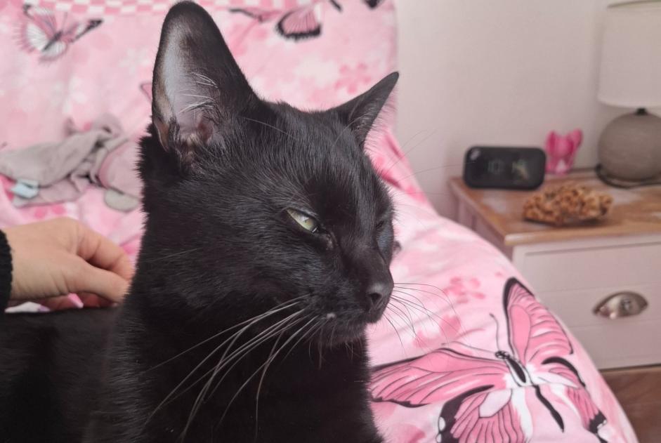 Verdwijningsalarm Kat Mannetje , 1 jaar La Colle-sur-Loup Frankrijk
