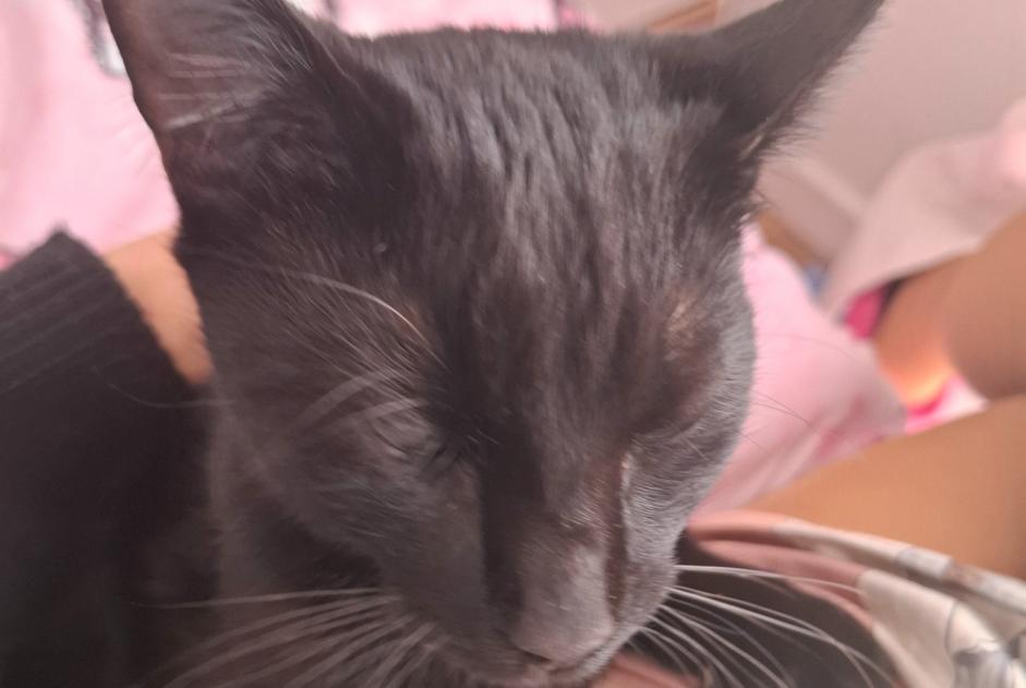 Verdwijningsalarm Kat Mannetje , 1 jaar La Colle-sur-Loup Frankrijk