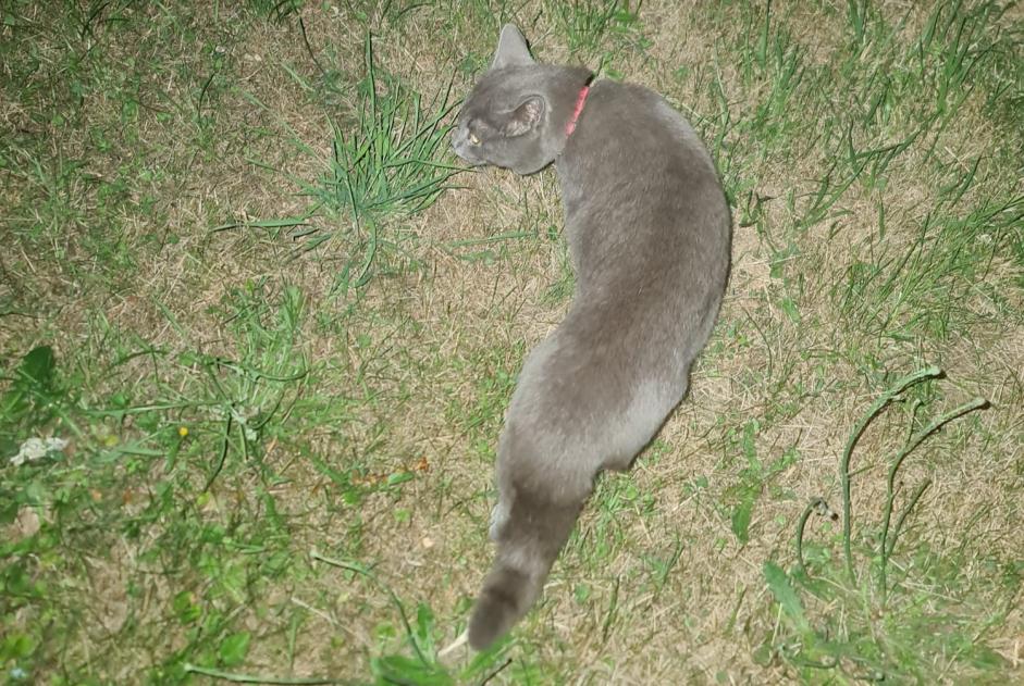 Alerta descoberta Gato Desconhecido Fontenay-aux-Roses France