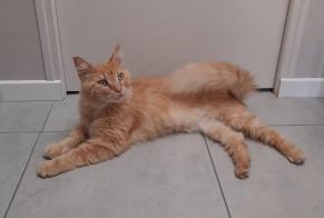 Alerta descoberta Gato cruzamento  Macho Calorguen France